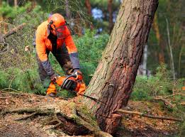 Why Choose Our Tree Removal Services in Cheyenne, WY?