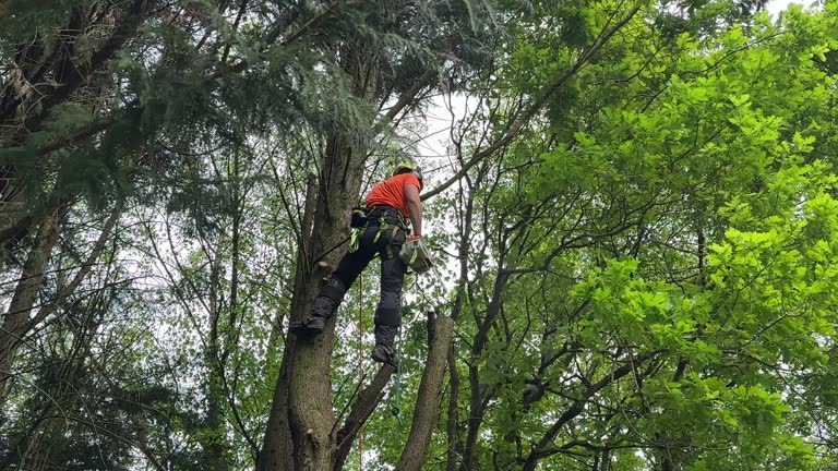 Best Tree Removal Service  in Cheyenne, WY