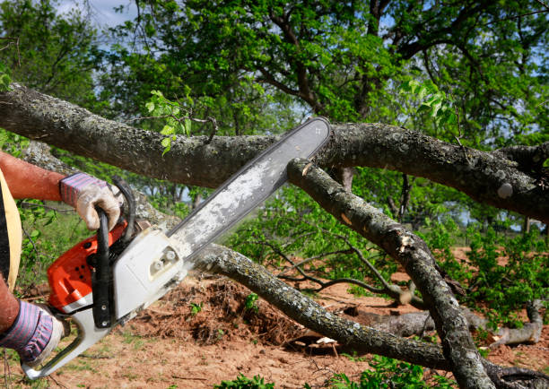 Best Tree Mulching Services  in Cheyenne, WY